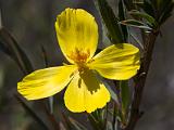 Pinnacles NM 005